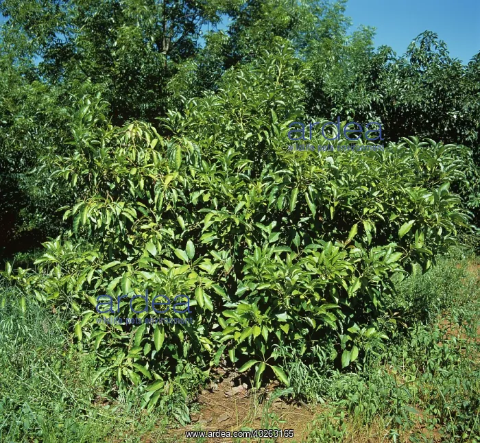 : Avocado tree weakened by root rot : Avocado tree weakened by root rot