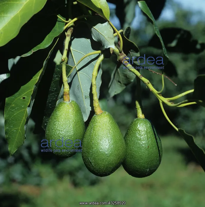 : Avocados (Persea americana) : Avocados (Persea americana)