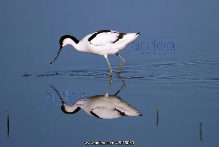 : Avocet with reflection. UK : Avocet with reflection. UK