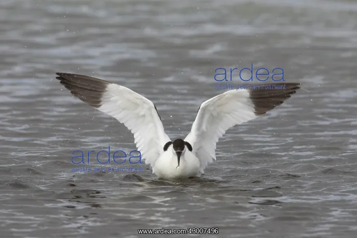 : Avocet - adult bird flapping its wings - Germany : Avocet - adult bird flapping its wings - Germany