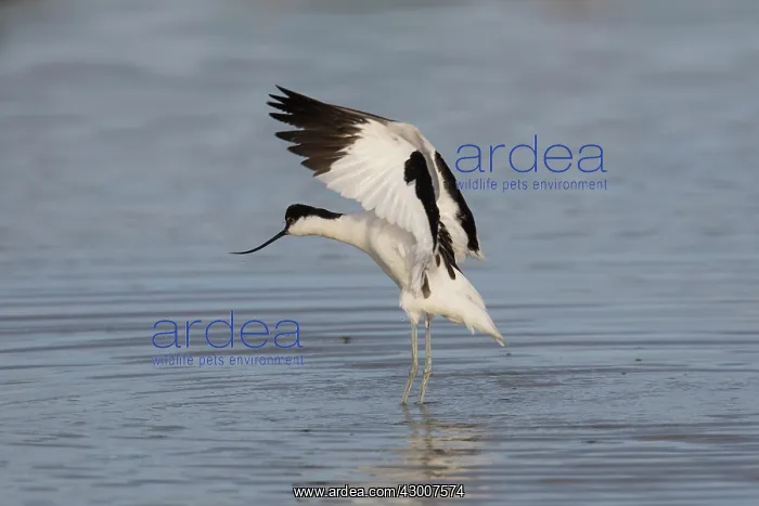 : Avocet - adult bird flapping its wings - Germany : Avocet - adult bird flapping its wings - Germany