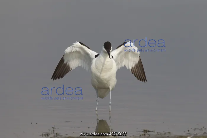 : Avocet - adult bird flapping its wings - Germany : Avocet - adult bird flapping its wings - Germany