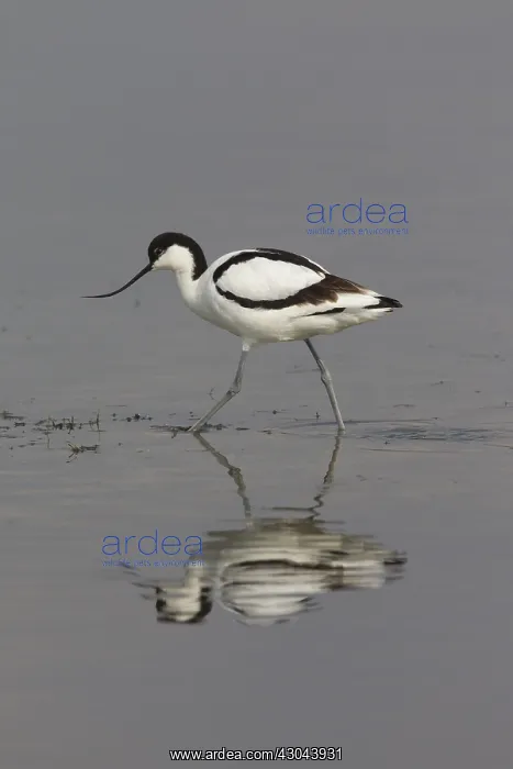  : Avocet - adult bird - Germany