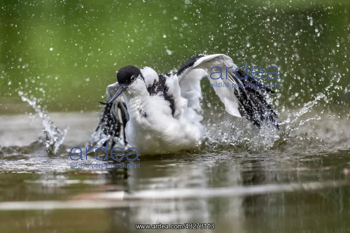 : Avocet - Bathing - UK : Avocet - Bathing - UK
