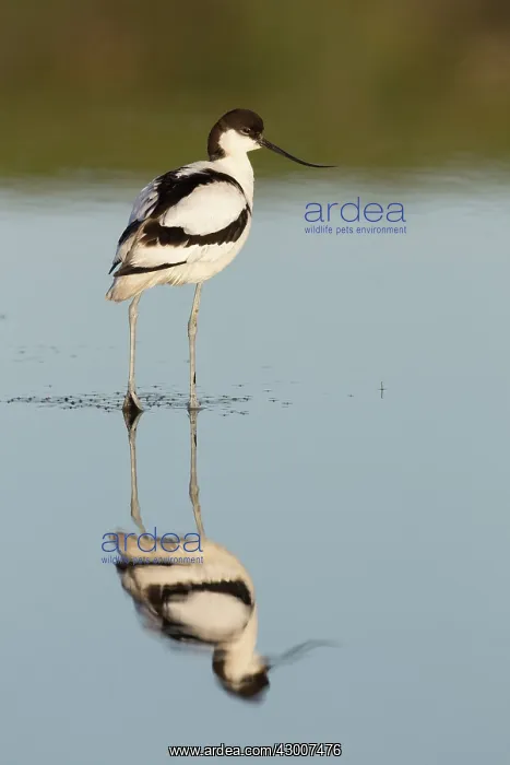 : Avocet - bird in shallow water - Germany : Avocet - bird in shallow water - Germany