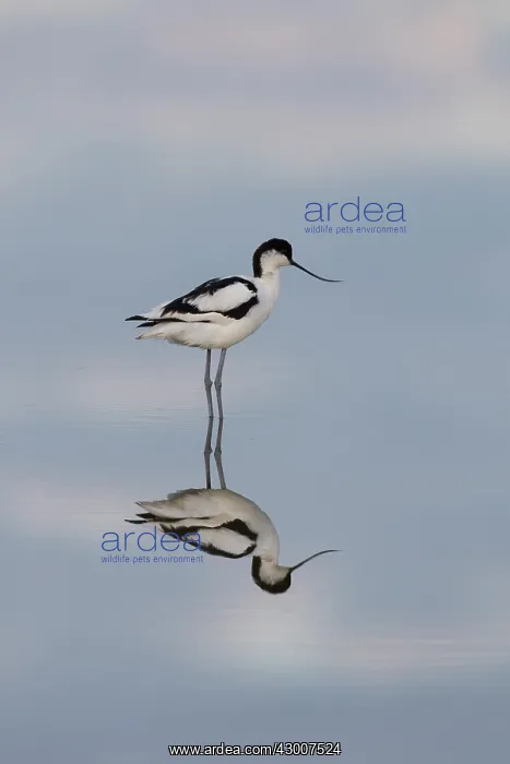 : Avocet - bird in shallow water - Germany : Avocet - bird in shallow water - Germany