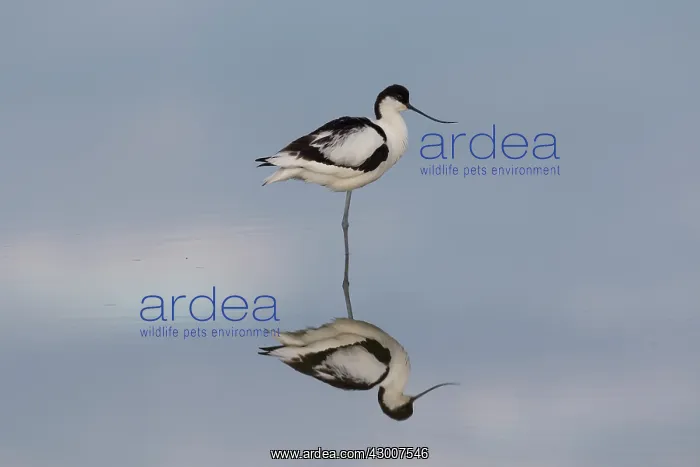 : Avocet - bird in shallow water - Germany : Avocet - bird in shallow water - Germany