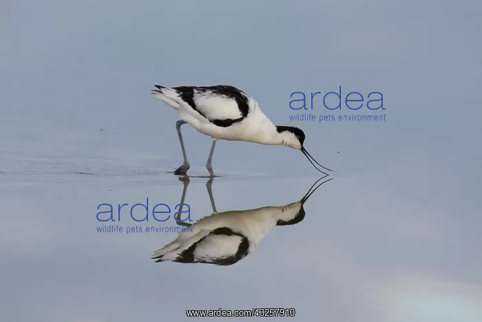 : Avocet - bird in shallow water - Germany : Avocet - bird in shallow water - Germany