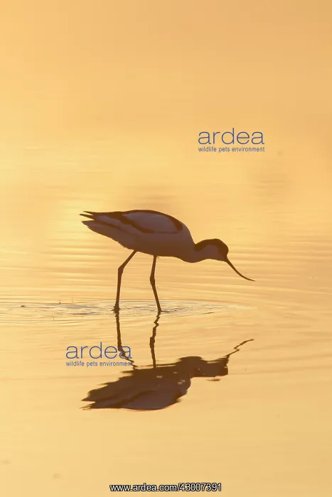  : Avocet - bird in shallow water at sunset - Germany