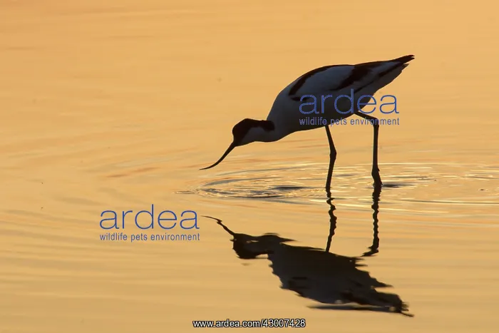 : Avocet - bird in shallow water at sunset - Germany : Avocet - bird in shallow water at sunset - Germany