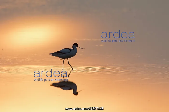 : Avocet - bird in shallow water at sunset - Germany : Avocet - bird in shallow water at sunset - Germany