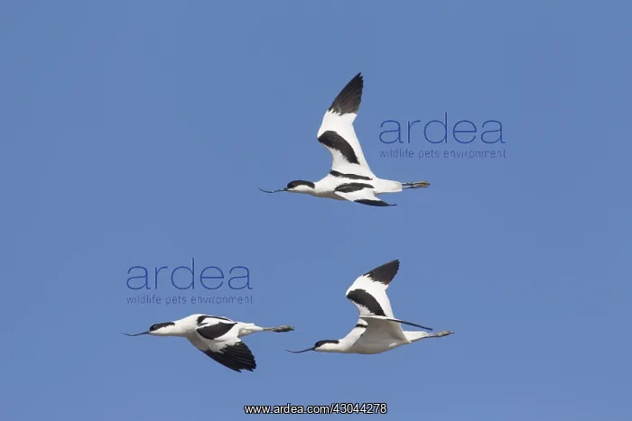  : Avocet - birds in flight - Germany