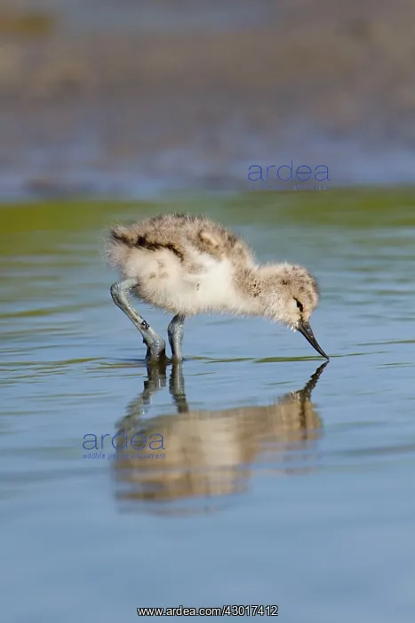 : Avocet chick feeding : Avocet chick feeding