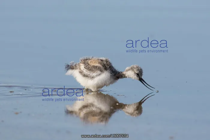 : Avocet - chick in shallow water - Germany : Avocet - chick in shallow water - Germany