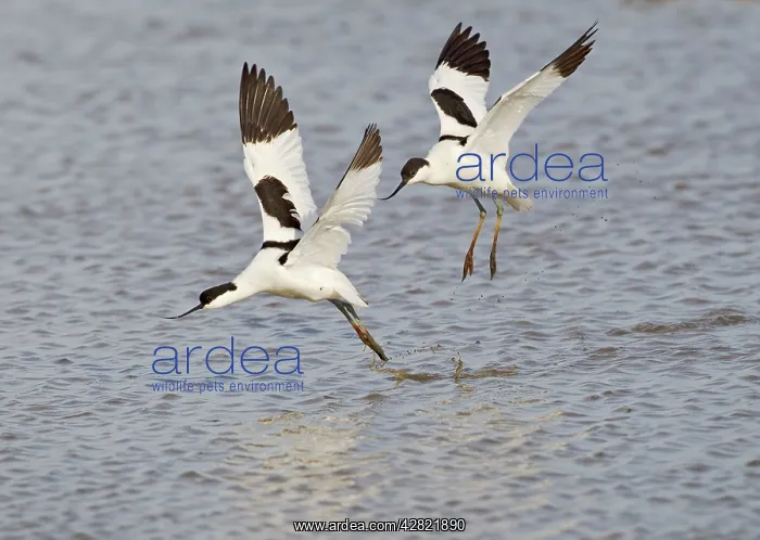 : Avocet - courtship chase in flight : Avocet - courtship chase in flight