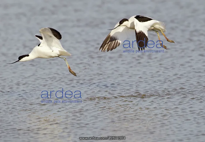 : Avocet - courtship chase in flight : Avocet - courtship chase in flight