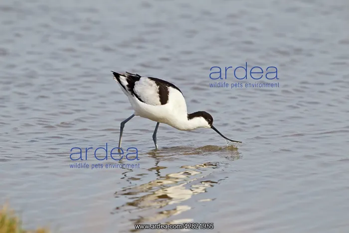: Avocet - feeding : Avocet - feeding