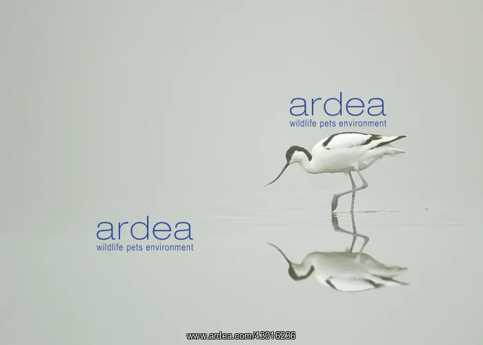 : Avocet feeding in coastal pool in early morning : Avocet feeding in coastal pool in early morning
