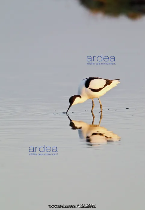  : Avocet - feeding in early morning sun