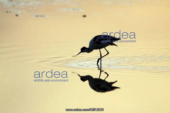 : Avocet - feeding in shallow lake at sunset : Avocet - feeding in shallow lake at sunset