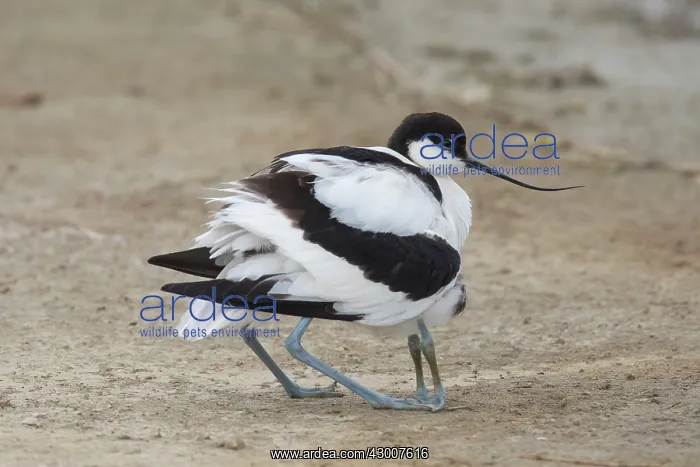 : Avocet - female gathering its chick under its : Avocet - female gathering its chick under its