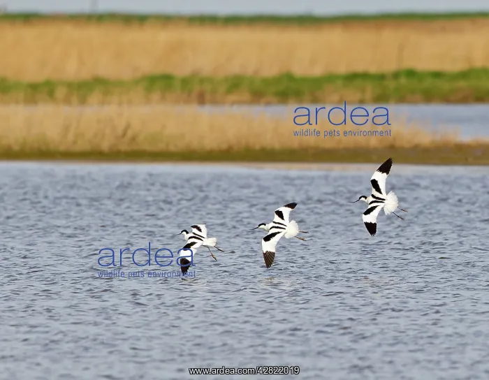: Avocet - three in flight : Avocet - three in flight