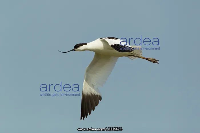 : Avocet - in flight : Avocet - in flight