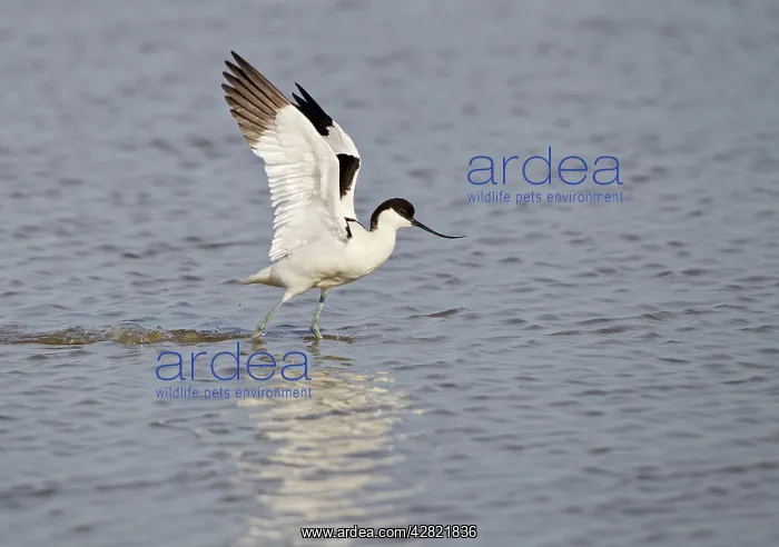 : Avocet - landing on water : Avocet - landing on water