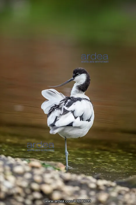 : Avocet - on One Leg - UK : Avocet - on One Leg - UK