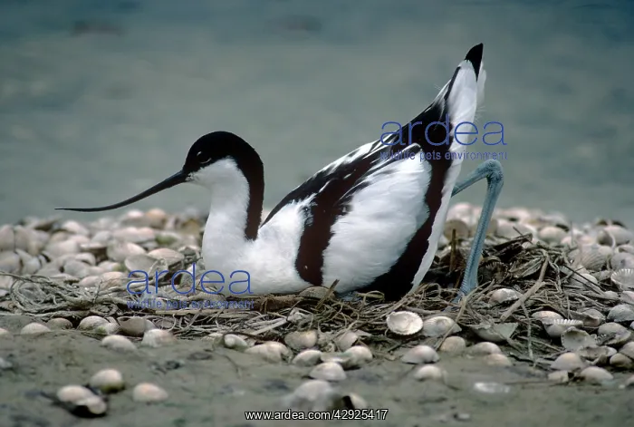 : Avocet - lowering itself onto nest : Avocet - lowering itself onto nest