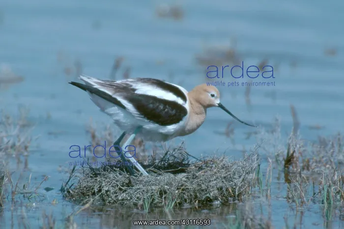 : Avocet on Nest : Avocet on Nest