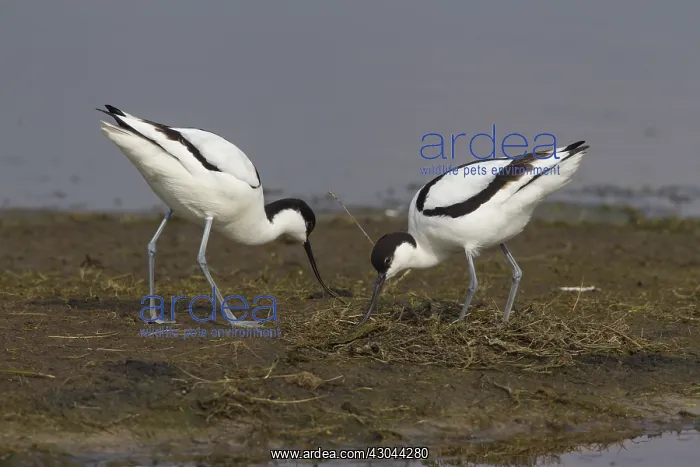  : Avocet - pair building nest - Germany
