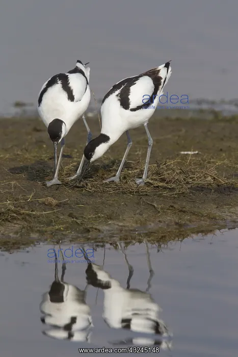  : Avocet - pair building nest - Germany