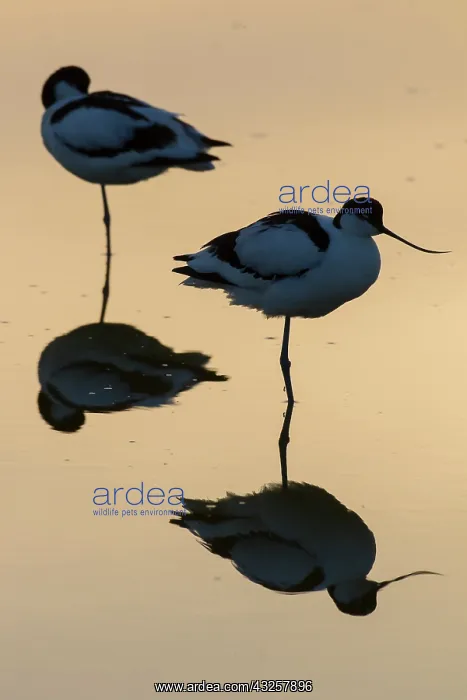 : Avocet - pair in shallow water at sunset - Germany : Avocet - pair in shallow water at sunset - Germany