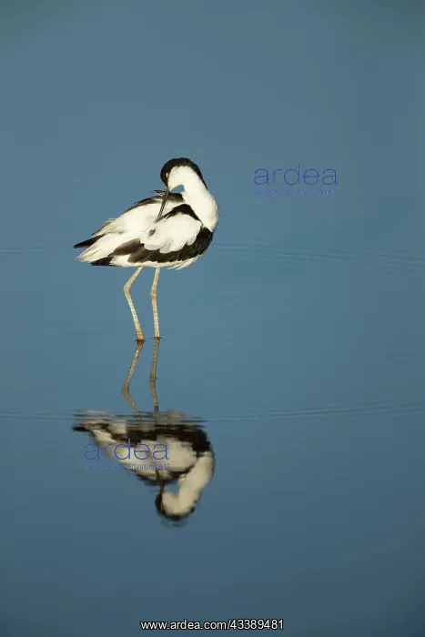 : Avocet (Recurvirostra avosetta) adult bird preening : Avocet (Recurvirostra avosetta) adult bird preening