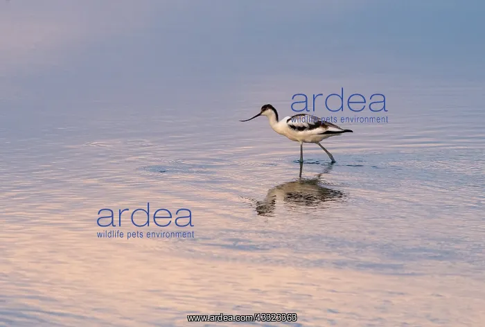 : Avocet, Recurvirostra avosetta, feeding in coastal : Avocet, Recurvirostra avosetta, feeding in coastal