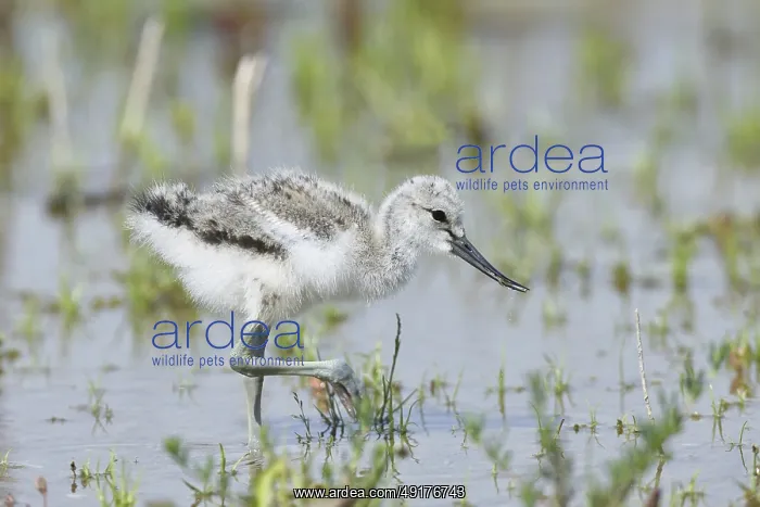 : Avocet (Recurvirostra avosetta) Young bird foraging in the shore zone at the lake : Avocet (Recurvirostra avosetta) Young bird foraging in the shore zone at the lake