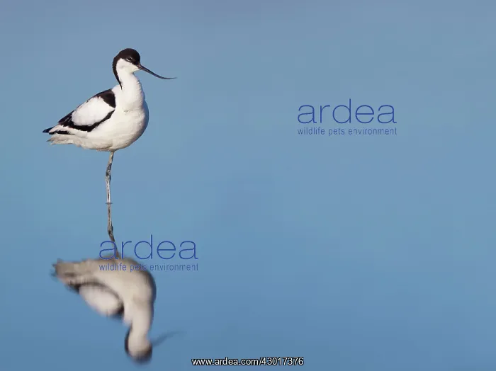 : Avocet with reflection : Avocet with reflection