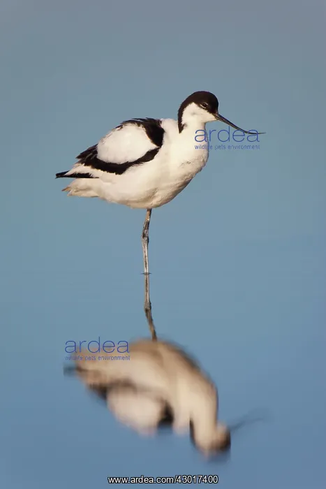 : Avocet with reflection : Avocet with reflection