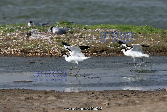 : Avocet - two rival males fighting over territorial : Avocet - two rival males fighting over territorial