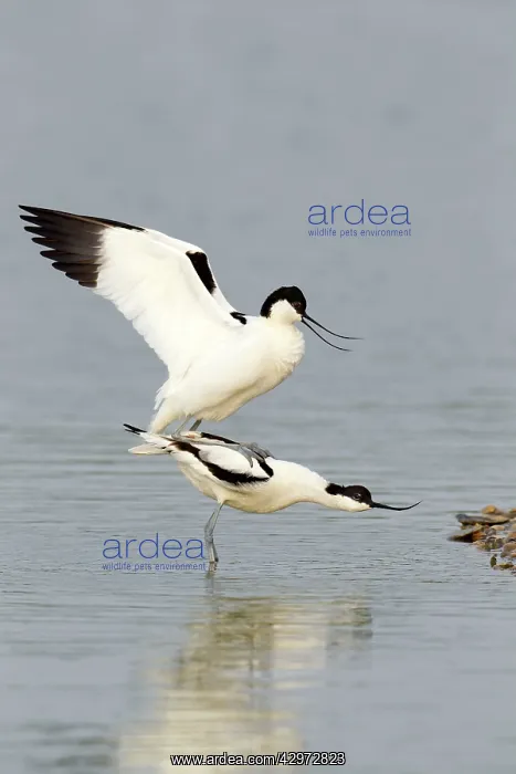: Avocet - standing in shallow water while mating : Avocet - standing in shallow water while mating