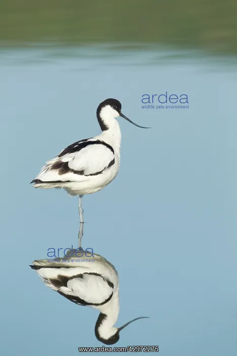 : Avocet - standing in shallow water with reflection : Avocet - standing in shallow water with reflection