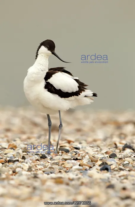 : Avocet - standing on a shell and pebble beach - April : Avocet - standing on a shell and pebble beach - April