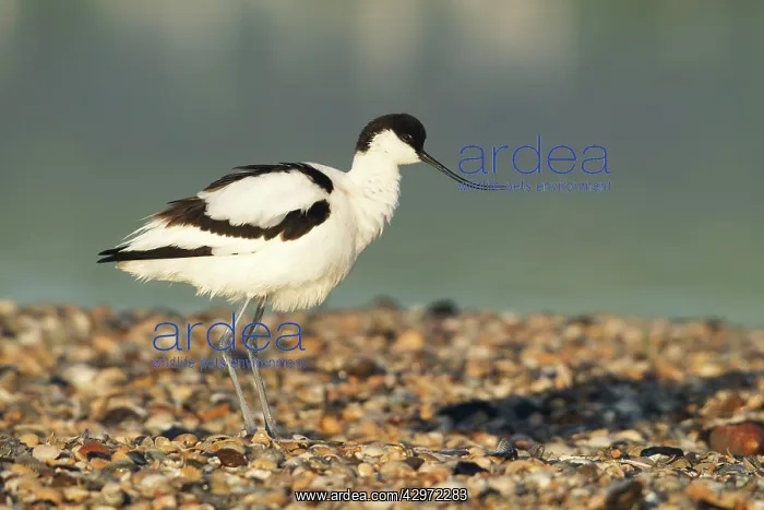 : Avocet - standing on shoreline in early morning : Avocet - standing on shoreline in early morning