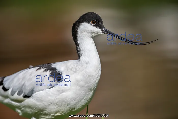 : Avocet - UK : Avocet - UK