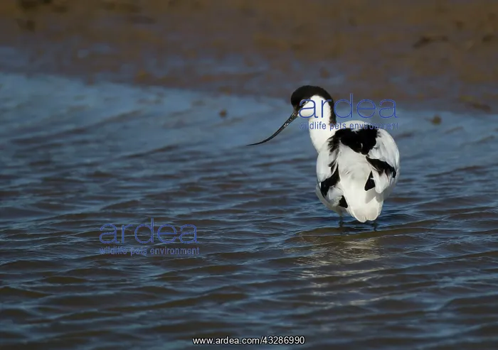 : Avocet - wading in coastal lagoon - April - Spring : Avocet - wading in coastal lagoon - April - Spring