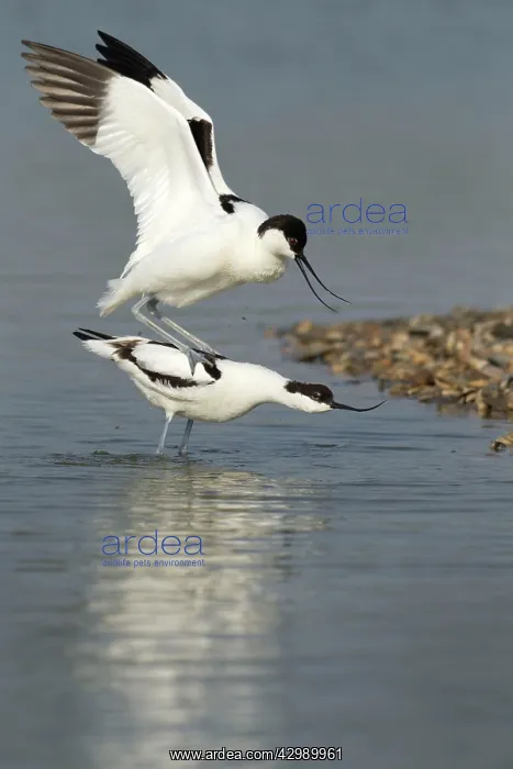 : Avocets (Recurvirostra avosetta). about to mate with the male standing : Avocets (Recurvirostra avosetta). about to mate with the male standing