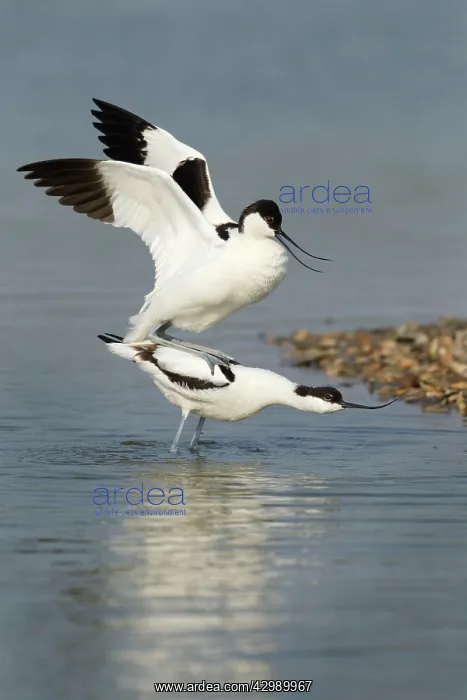 : Avocets (Recurvirostra avosetta). about to mate with the male standing : Avocets (Recurvirostra avosetta). about to mate with the male standing