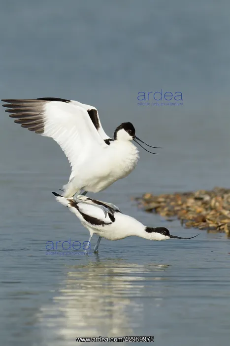 : Avocets (Recurvirostra avosetta). about to mate with the male standing : Avocets (Recurvirostra avosetta). about to mate with the male standing