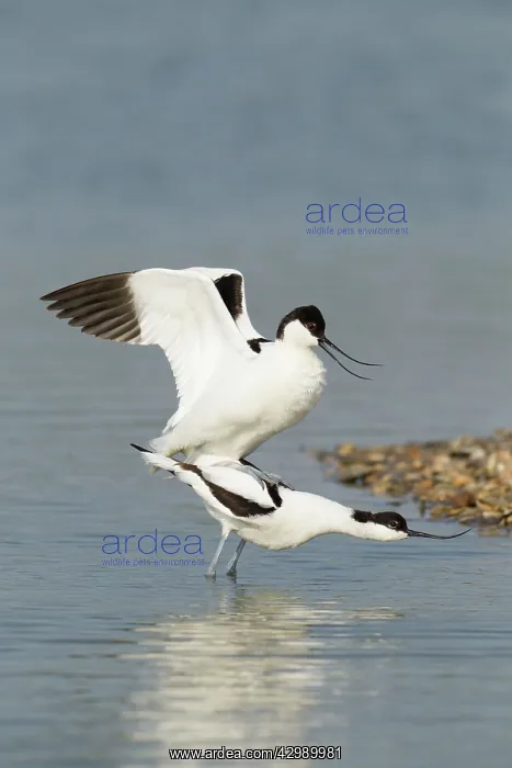 : Avocets (Recurvirostra avosetta). about to mate with the male standing : Avocets (Recurvirostra avosetta). about to mate with the male standing